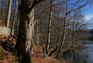 A tranquil winter scene with a person walking along a lakeside forest path under bare trees.